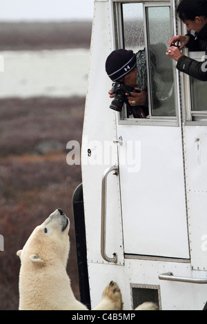 Churchill, Manitoba, Kanada. Ein männlicher Eisbär untersucht einen Tundra-Buggy (fotografiert im Oktober). Stockfoto