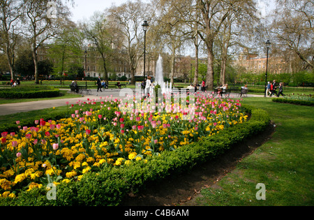 Blumen im Frühling vor dem zentralen Brunnen in Russell Square Gardens, Russell Square, Bloomsbury, London, UK Stockfoto