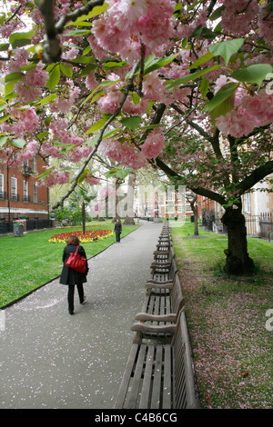 Kirschblüte in Mount Street Gardens (aka St. George Gardens) in Mayfair, London, UK Stockfoto