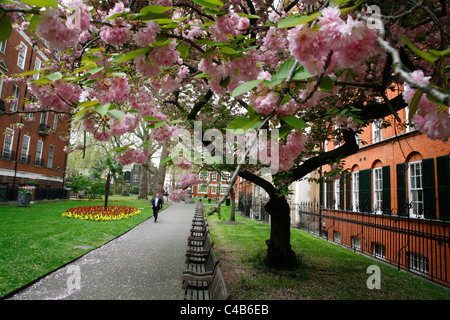 Kirschblüte in Mount Street Gardens (aka St. George Gardens) in Mayfair, London, UK Stockfoto