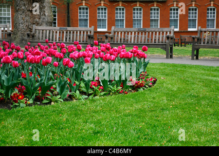 Tulpen in Mount Street Gardens (aka St. George Gardens) in Mayfair, London, UK Stockfoto