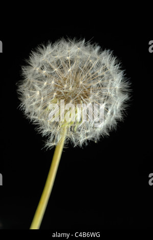 Löwenzahn Kopf (Taraxacum Officinale) vor einem schwarzen Hintergrund Stockfoto