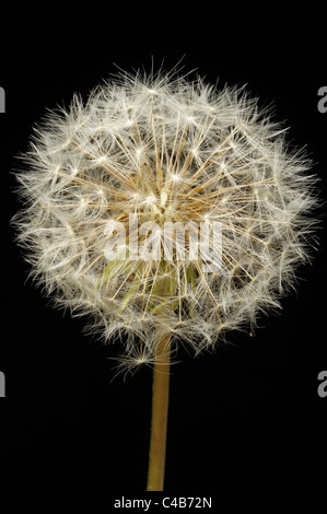 Löwenzahn Kopf (Taraxacum Officinale) vor einem schwarzen Hintergrund Stockfoto