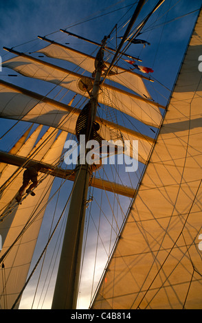 Star Flyer (eines der Star Clippers-Schiffe). Passagiere dürfen oft die Masten der Star Flyer, eine Barkentine Klettern Stockfoto