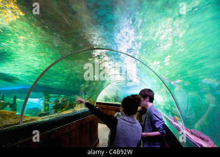 England, East Sussex, Brighton, Innere der unterirdischen Aquarium Sea Life Centre am Meer, gebogenen gläsernen Tunnel. Stockfoto