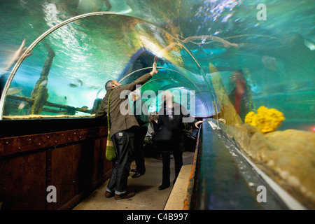 England, East Sussex, Brighton, Innere der unterirdischen Aquarium Sea Life Centre am Meer, gebogenen gläsernen Tunnel. Stockfoto