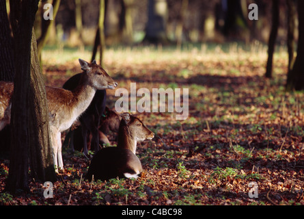 Hirsche in der Phoenix-Park am Stadtrand von Dublin, Co. Dublin, Irland Stockfoto