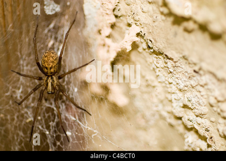 Gemeinsamen Haus Spinne, Tegenaria Gigantea/Domestica im web Stockfoto