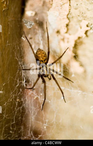 Gemeinsamen Haus Spinne, Tegenaria Gigantea/Domestica im web Stockfoto