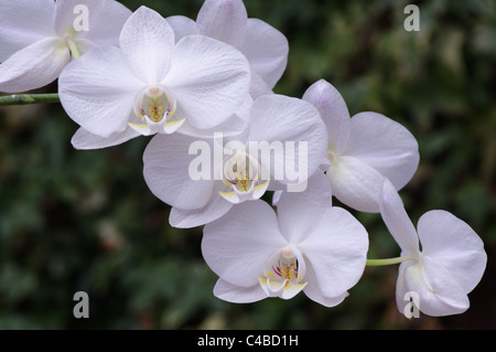 Weiße Phalaenopsis, Moth Orchid, sprühen. Stockfoto