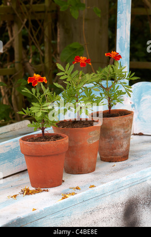 Tagetes Französisch Ringelblumen in alten Terrakotta-Blumentöpfe Stockfoto