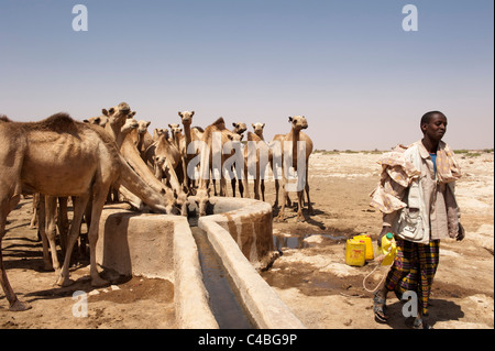 Kamele trinken an einem Brunnen in Sanaag Region, Somaliland, Somalia Stockfoto