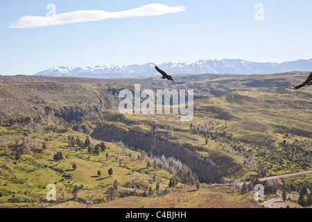 Andenkondor (Vultur Kondor), Nahuel Huapi Nationalpark, Patagonien, Argentinien Stockfoto