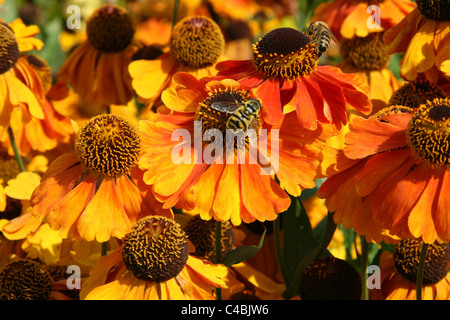 Helenium "Sahins early Blumen" Stockfoto
