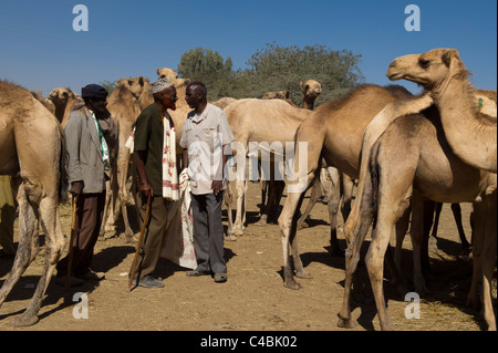 Kamel und Ziege Markt, Hargeisa, Somaliland, Somalia Stockfoto