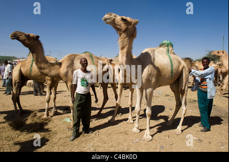 Kamel und Ziege Markt, Hargeisa, Somaliland, Somalia Stockfoto