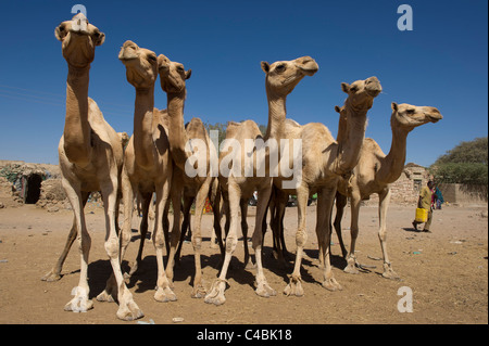 Kamele für den Verkauf auf dem Kamel und Ziege zu vermarkten, Hargeisa, Somaliland, Somalia Stockfoto