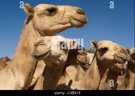 Kamele für den Verkauf auf dem Kamel und Ziege zu vermarkten, Hargeisa, Somaliland, Somalia Stockfoto