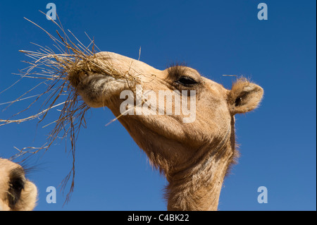 Kamel, Kamel und Ziege zu vermarkten, Hargeisa, Somaliland, Somalia Stockfoto