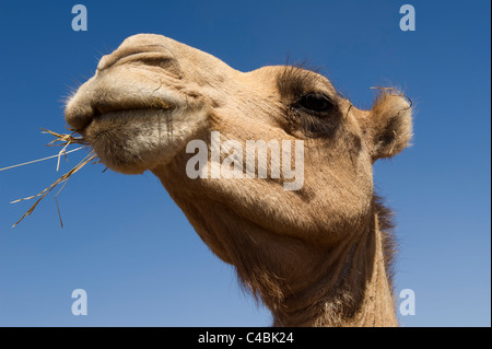 Kamel, Kamel und Ziege zu vermarkten, Hargeisa, Somaliland, Somalia Stockfoto