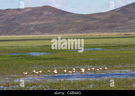 Rosa Flamingos, Nahuel Huapi Nationalpark, Patagonien, Argentinien Stockfoto