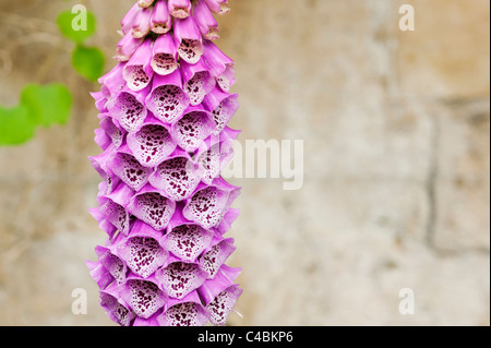 Digitalis Purpurea. Fingerhut Blume gegen eine Gartenmauer