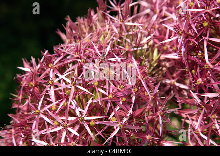 Bienen bestäuben Stockfoto