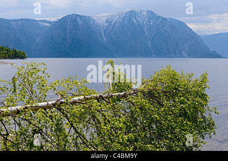 Birke am Ufer des Telezkoje-See. Altai Zustand-Naturschutzgebiet. Russland Stockfoto