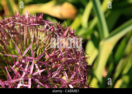 Bienen bestäuben Stockfoto