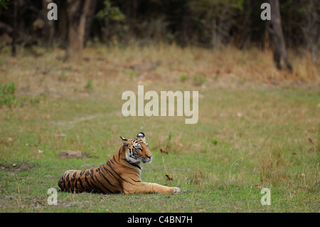 22 Monate alten weiblichen Bengal Tiger Cub auf einer Wiese in Bandhavgarh Tiger Reserve in Indien an einem Sommerabend Stockfoto