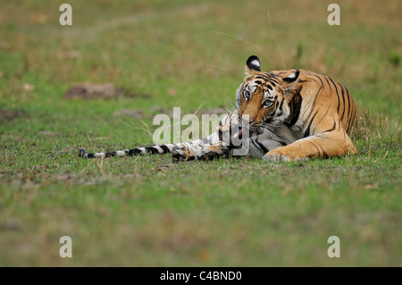 22 Monate alten weiblichen Bengal Tiger Cub lecken ihre Pfote auf einer Wiese in Bandhavgarh Tiger Reserve, Indien, im Sommer Stockfoto