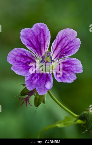 Geknotete Storchschnabel (Geranium Nodosum 'Whiteleaf') Blüten mit Wassertropfen städtischen Garten Adel Leeds West Yorkshire England Stockfoto