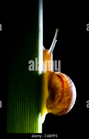 Schnecke kriecht auf Pflanze auf schwarzem Hintergrund Stockfoto