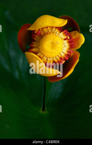 Nahaufnahme einer North American Teichrosen Lutea Blume Stockfoto