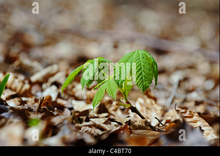 Mit verfallenden Buche Baumblätter bedeckt kleine Buche Setzlingen in Blatt aus dem Boden kommen. Stockfoto