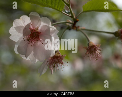 Japanische Kirsche blüht im Frühjahr; Higan-Kirsche oder Rosebud Kirsche; (Prunus Subhirtella) Stockfoto