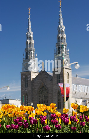 Mai 2011. Bilder vom nationalen Tulip Festival in Ottawa Ontario Kanada. Stockfoto