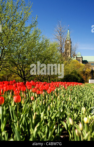 Mai 2011. Bilder vom nationalen Tulip Festival in Ottawa Ontario Kanada. Stockfoto