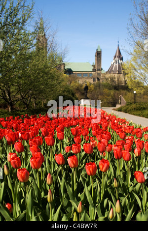 Mai 2011. Bilder vom nationalen Tulip Festival in Ottawa Ontario Kanada. Stockfoto