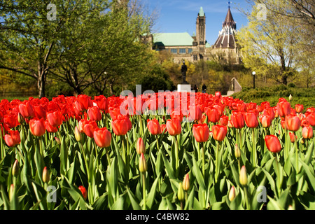 Mai 2011. Bilder vom nationalen Tulip Festival in Ottawa Ontario Kanada. Stockfoto