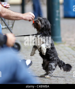 Hund auf zwei Beinen wollen ein Bonbon Stockfoto