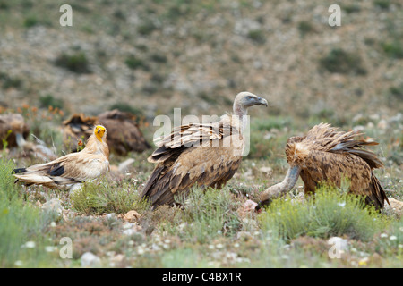 Schmutzgeier (Neophron Percnopterus) und Gänsegeier (abgeschottet Fulvus), Aragon, Spanien Stockfoto