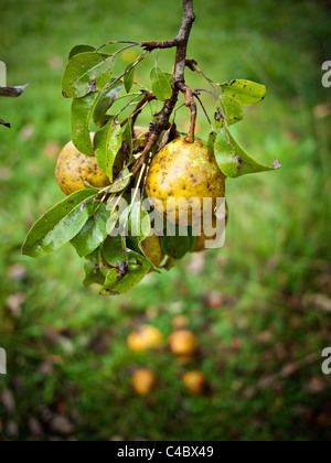 Biologisch angebaute Birnen am Baum Stockfoto