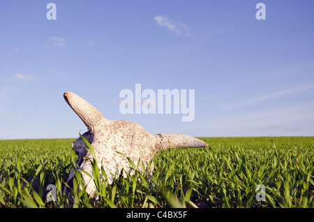 Kuh-Schädel im Feld Frühling-Ernte Stockfoto