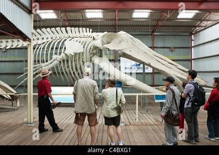 Touristen, Blauer Wal-Skelett im Walmuseum Welt anzeigen.  Franzose Bay, Albany, Western Australia, Australien Stockfoto