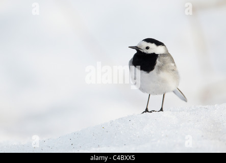 Trauerschnäpper Bachstelze (Motacilla Alba) stehen im Schnee Stockfoto