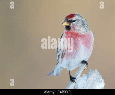 Gemeinsame Redpoll (Zuchtjahr Flammea, Acanthis Flammea), männlich in der Zucht Gefieder gehockt abgebrochener Zweig Stockfoto