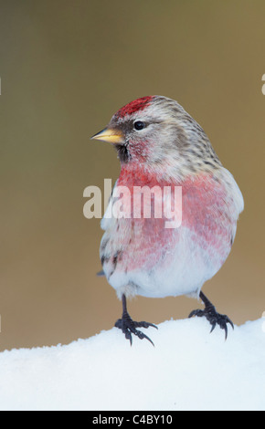 Gemeinsame Redpoll (Zuchtjahr Flammea, Acanthis Flammea), männliche in der Zucht Gefieder stehen auf Schnee Stockfoto