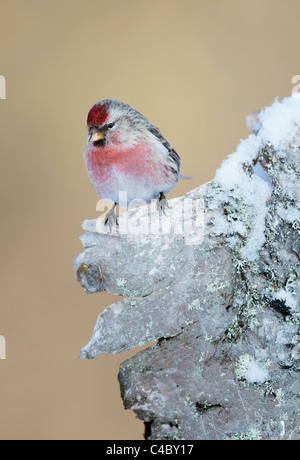 Gemeinsame Redpoll (Zuchtjahr Flammea, Acanthis Flammea), männliche in der Zucht Gefieder thront eisbedeckten Rinde Stockfoto