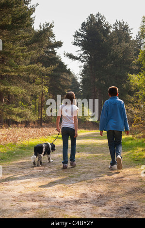 Ein neunjähriges Mädchen und elf Jahre alten Jungen Spaziergang mit dem Hund im Wald bei Westleton Heath, Suffolk, England, Großbritannien, Uk Stockfoto